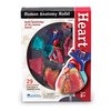 Learning Resources Heart Anatomy Model 3334